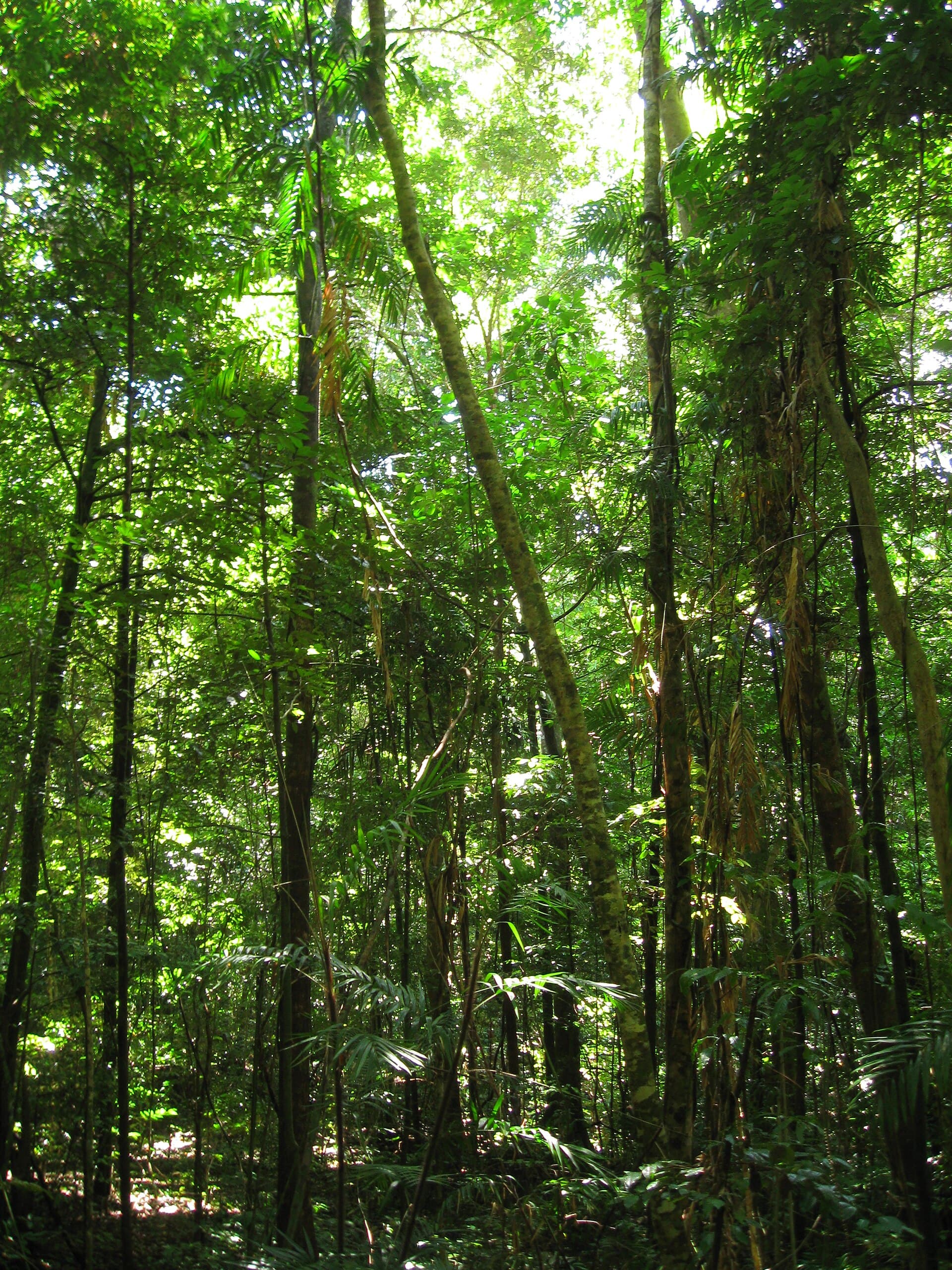Dense tropical rainforest in the Daintree