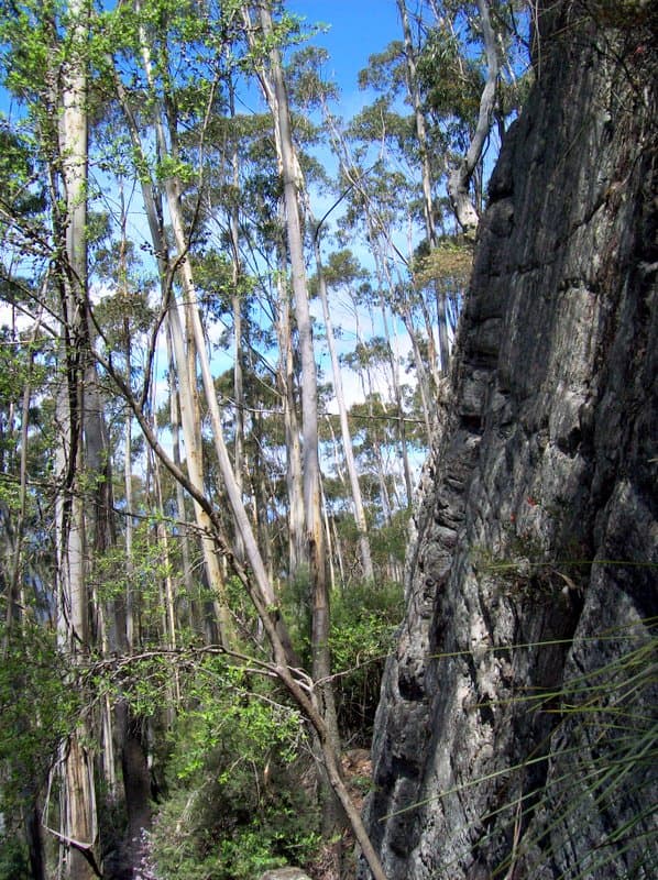 Eucalyptus forest and sandstone escarpment at Mount Imlay