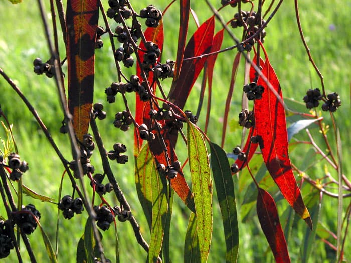 Silver-green eucalyptus leaves