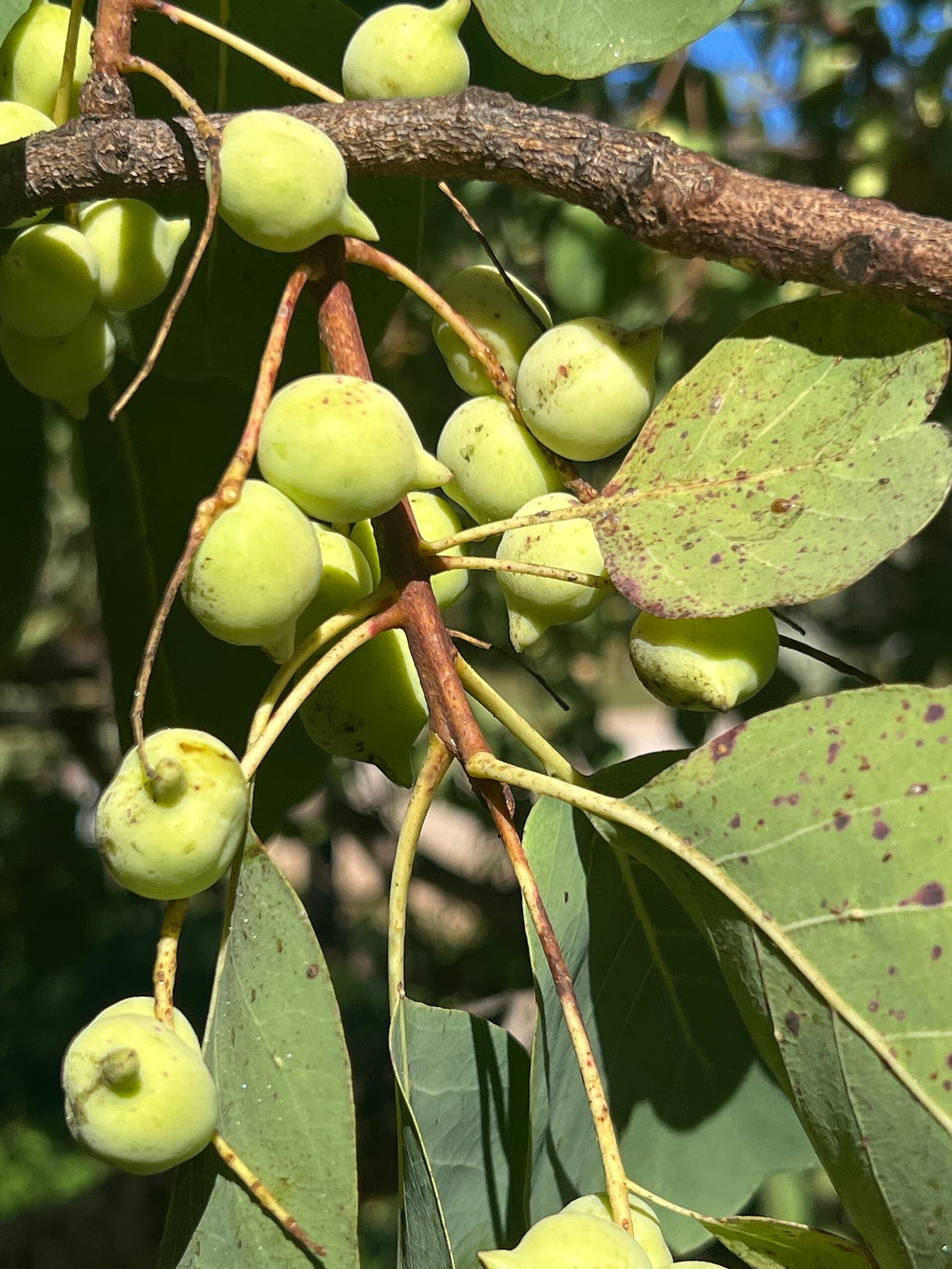 Kakadu plum fruit on a Terminalia ferdinandiana branch